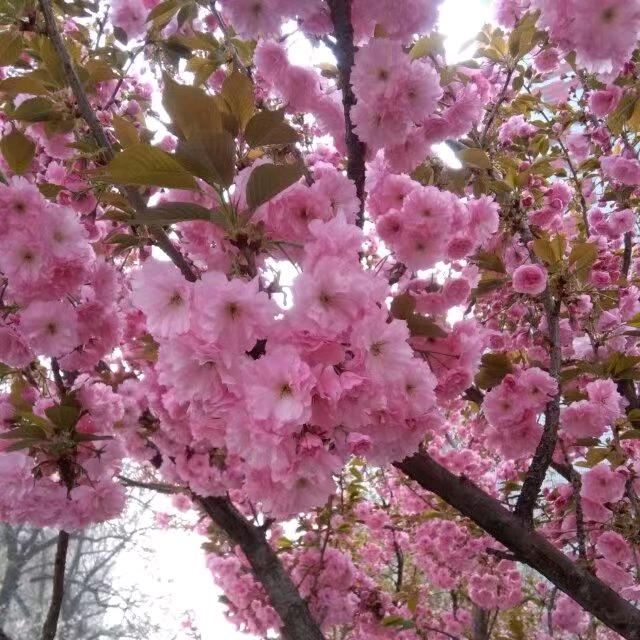 凌云家电济南路凌云TcL电视