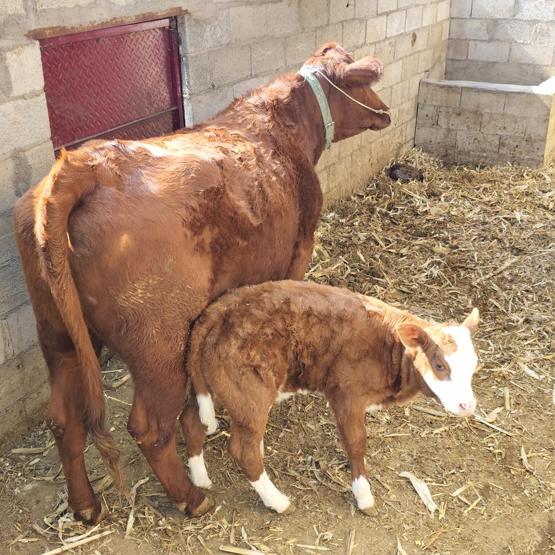 宁蒗90后兽医，小熊