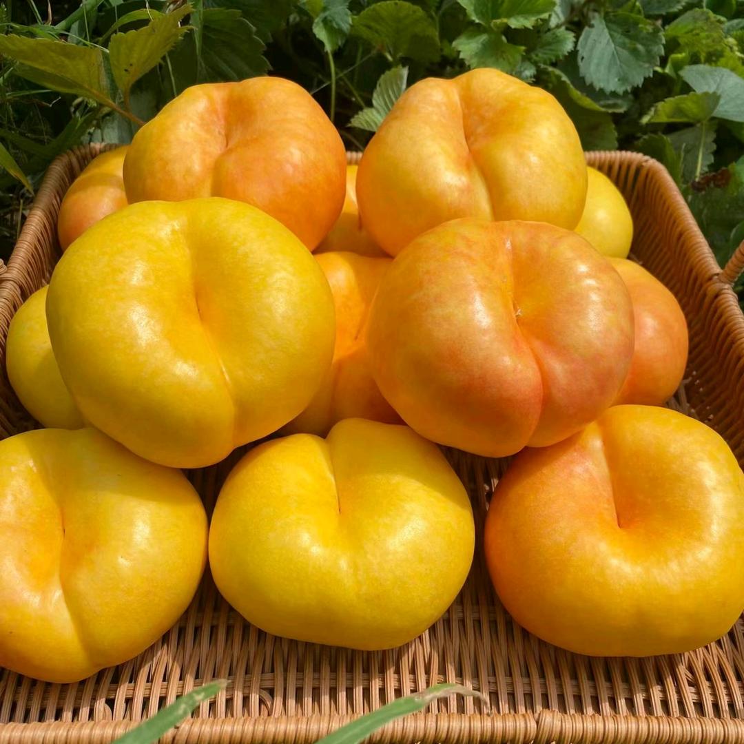 沂蒙山农家鲜果