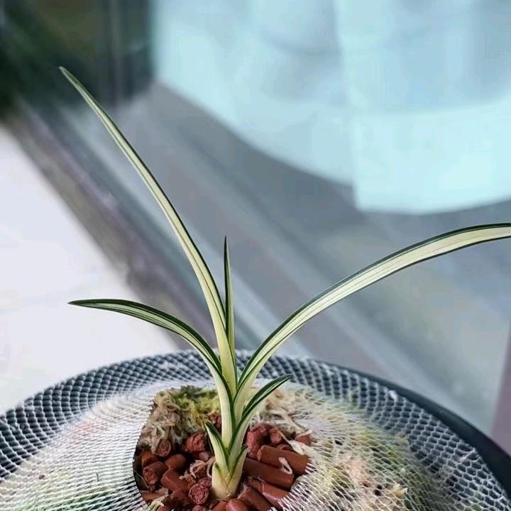 小李资源艺草