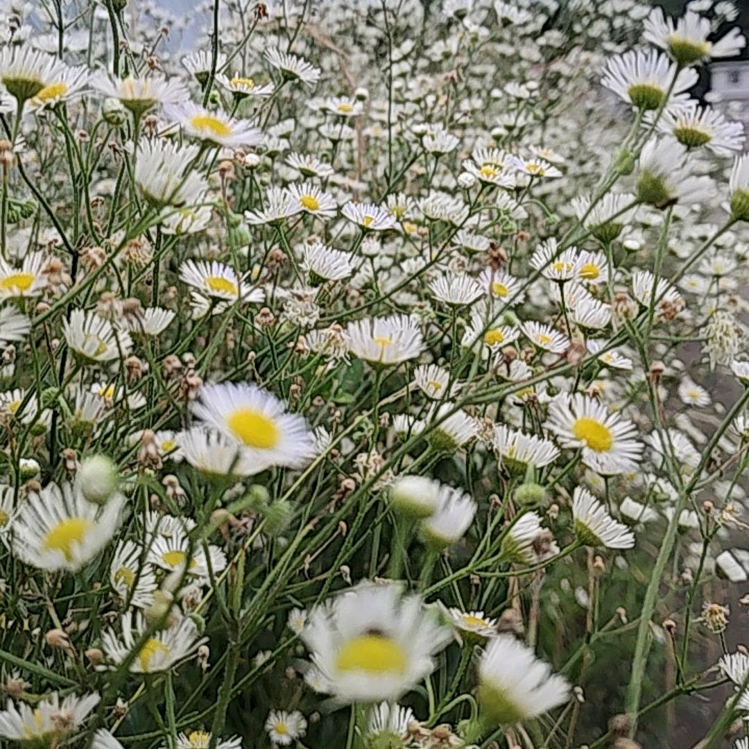 Nguyễn Châu 🇻🇳🇨🇳