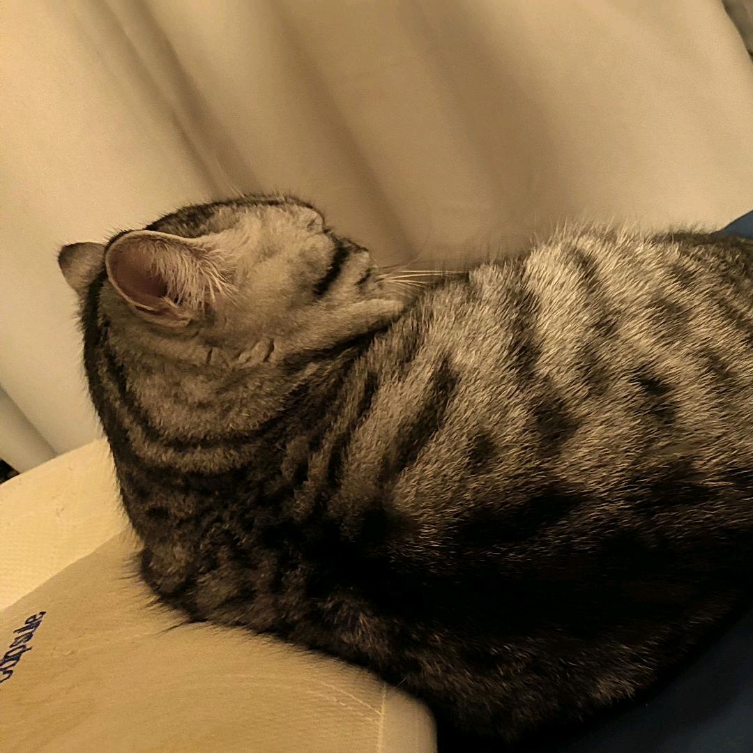 🐯¹².₀₉王哪跑℘࿐