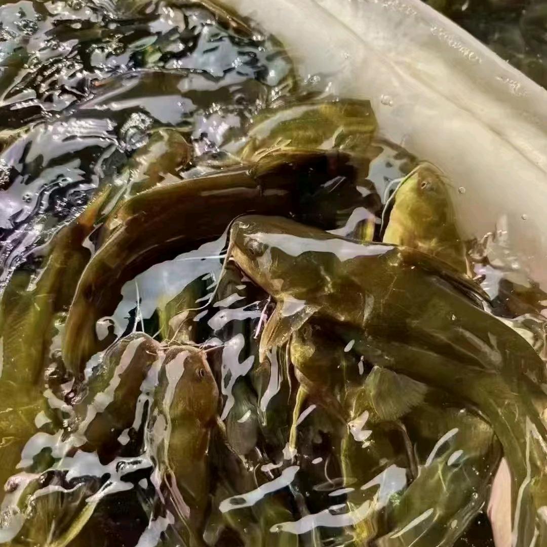 @水产养殖