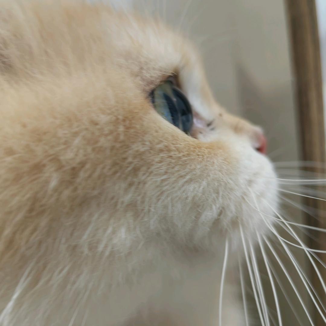 (≧∇≦)/小贝（售猫）