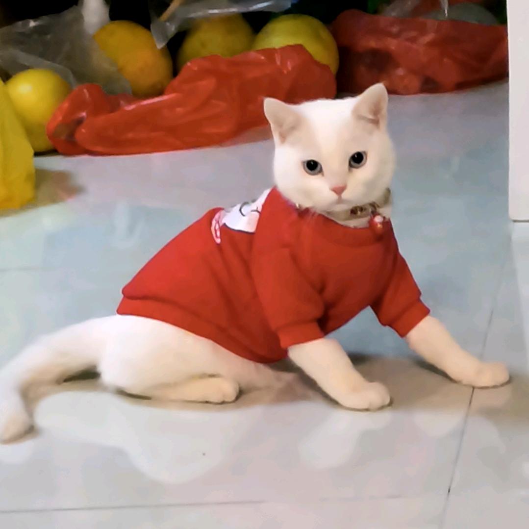 梅子的发财喵🐱