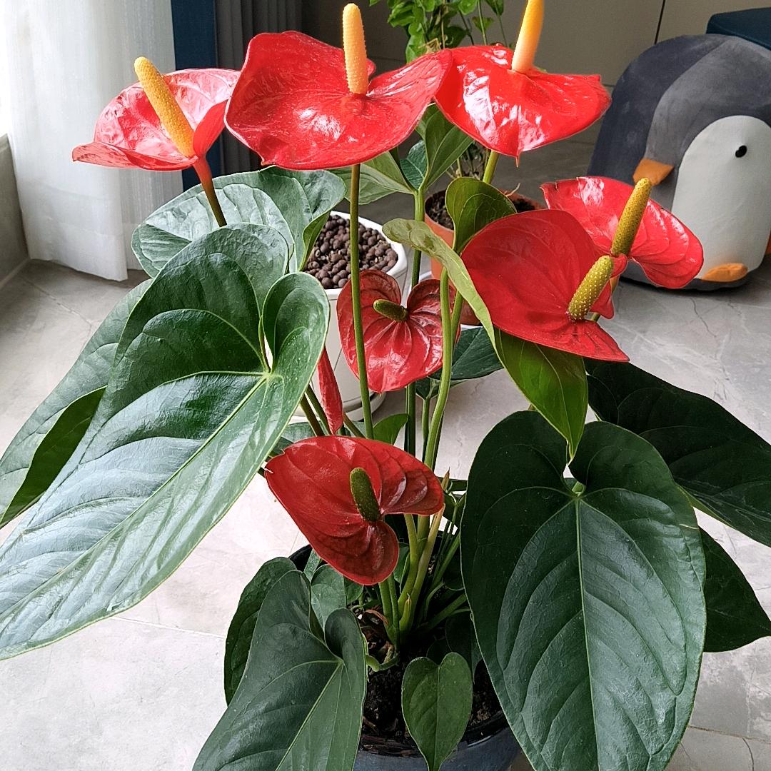 PINGDAMYISHENG