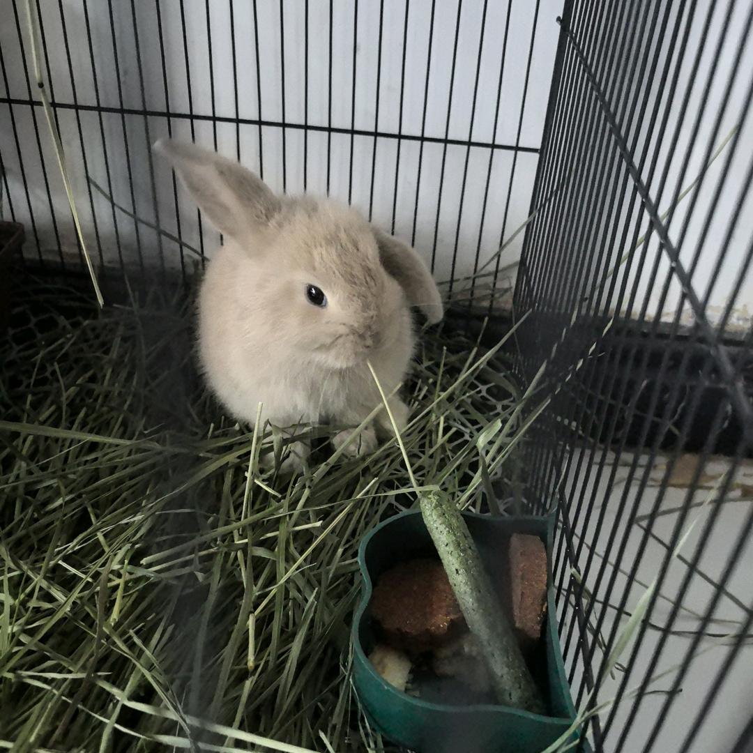 祥宏农牧