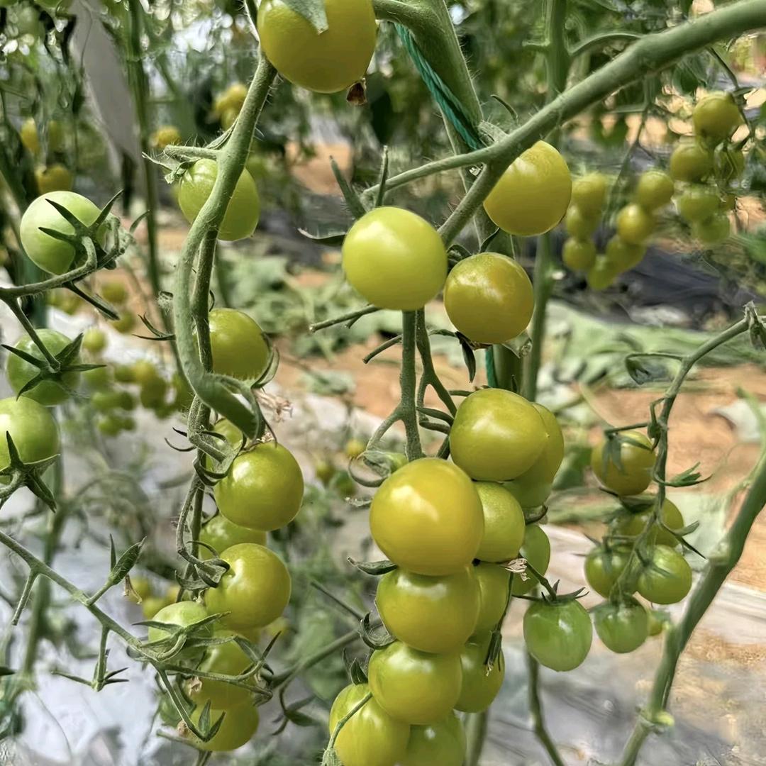 鲁茂果蔬