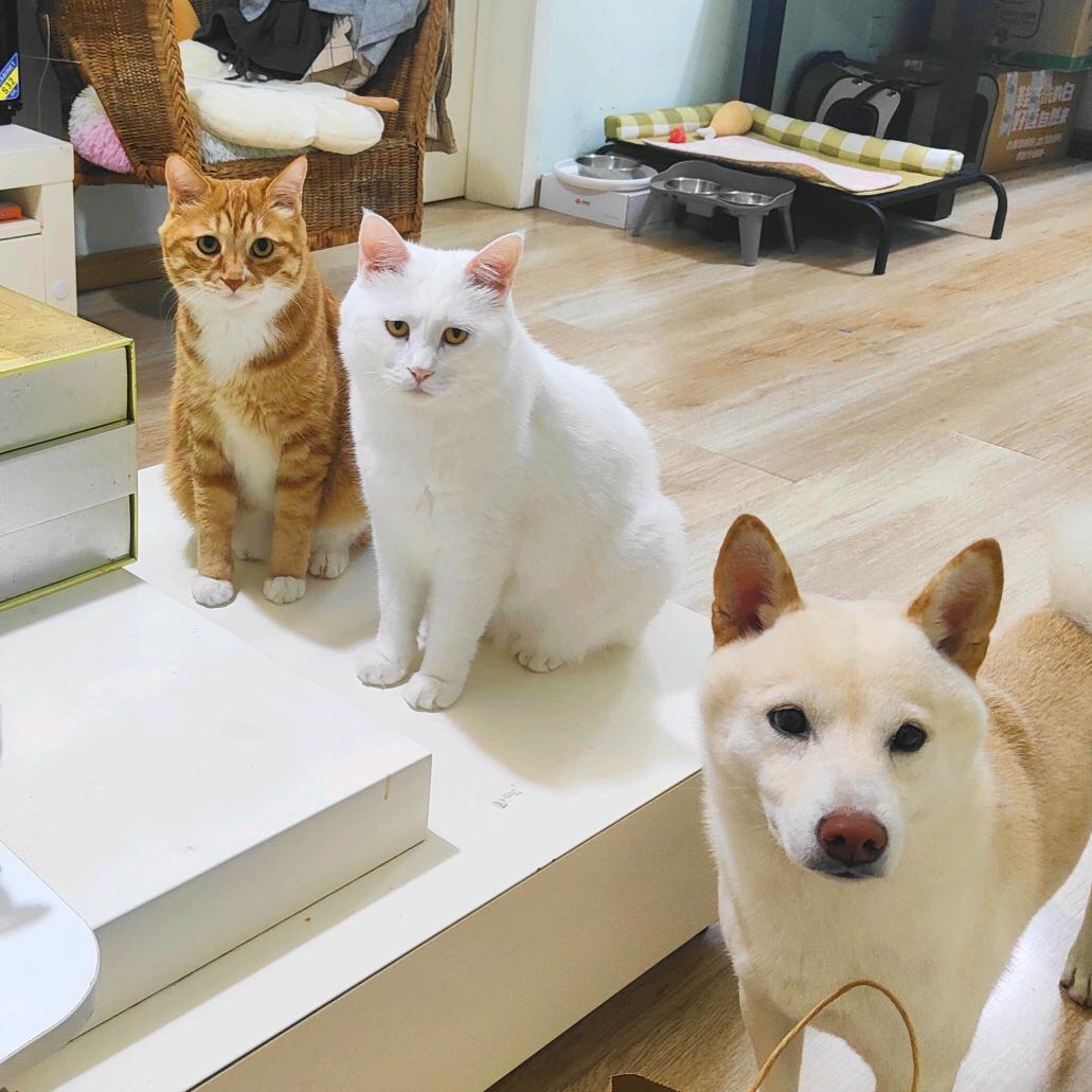 小橘小白小柴小黄的麻麻