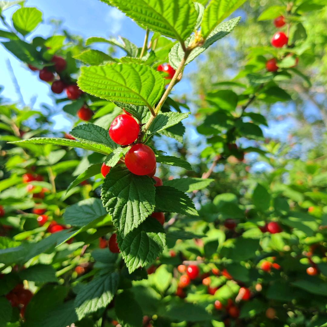 点点