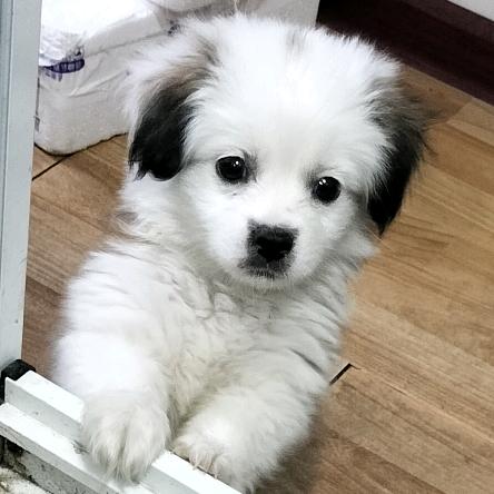 山似