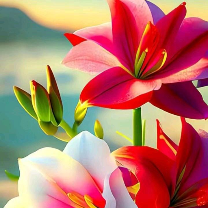 🌺云🌹烟🔥