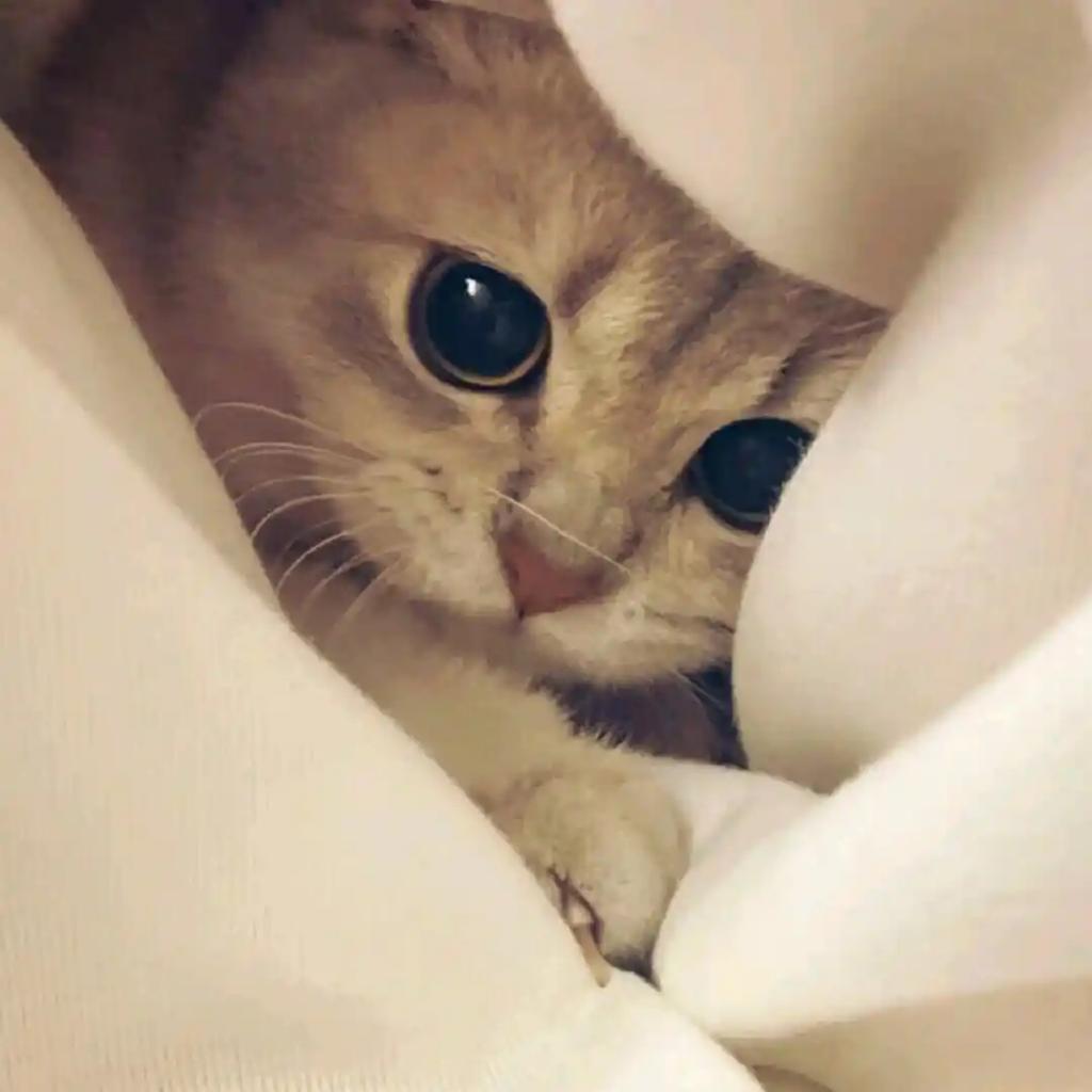 霁寒