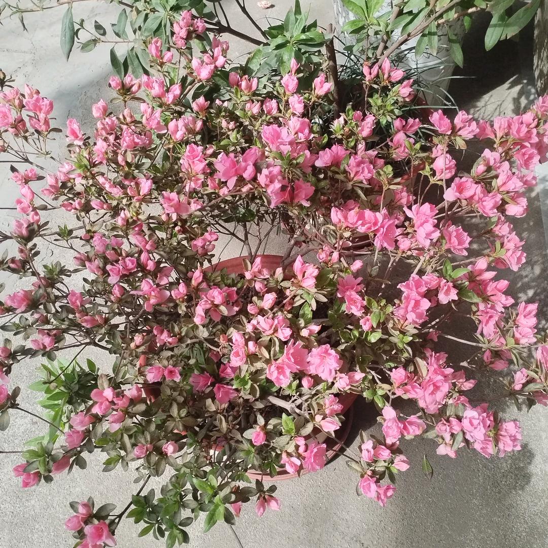 有你真好🌹