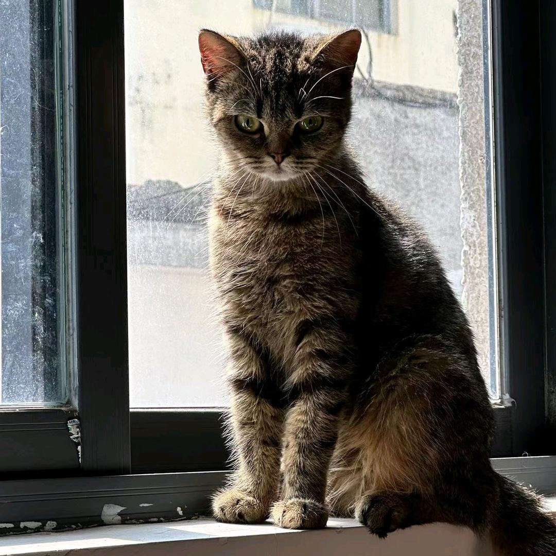 招财猫的小铃铛