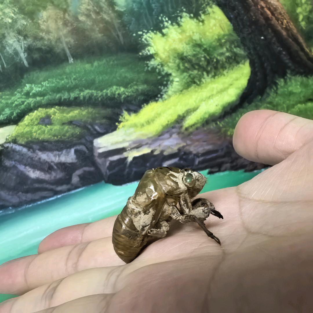 闲鱼不闲