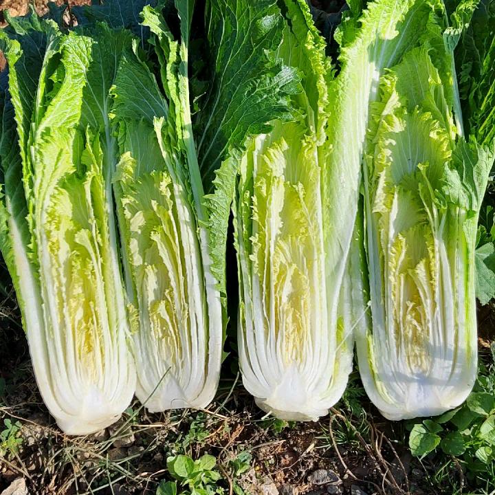 昊鑫蔬菜