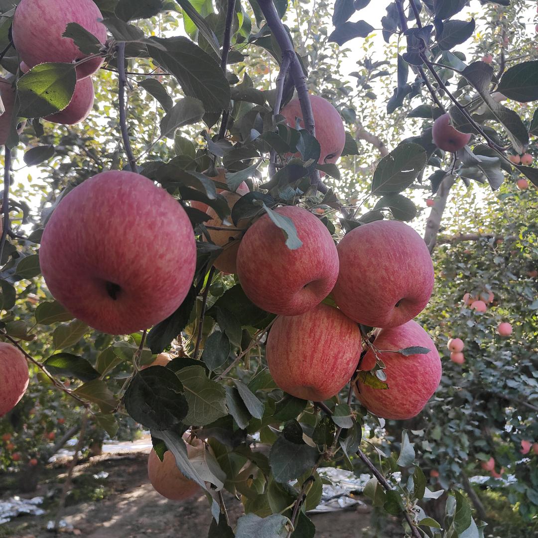 温宿干果优品小铺