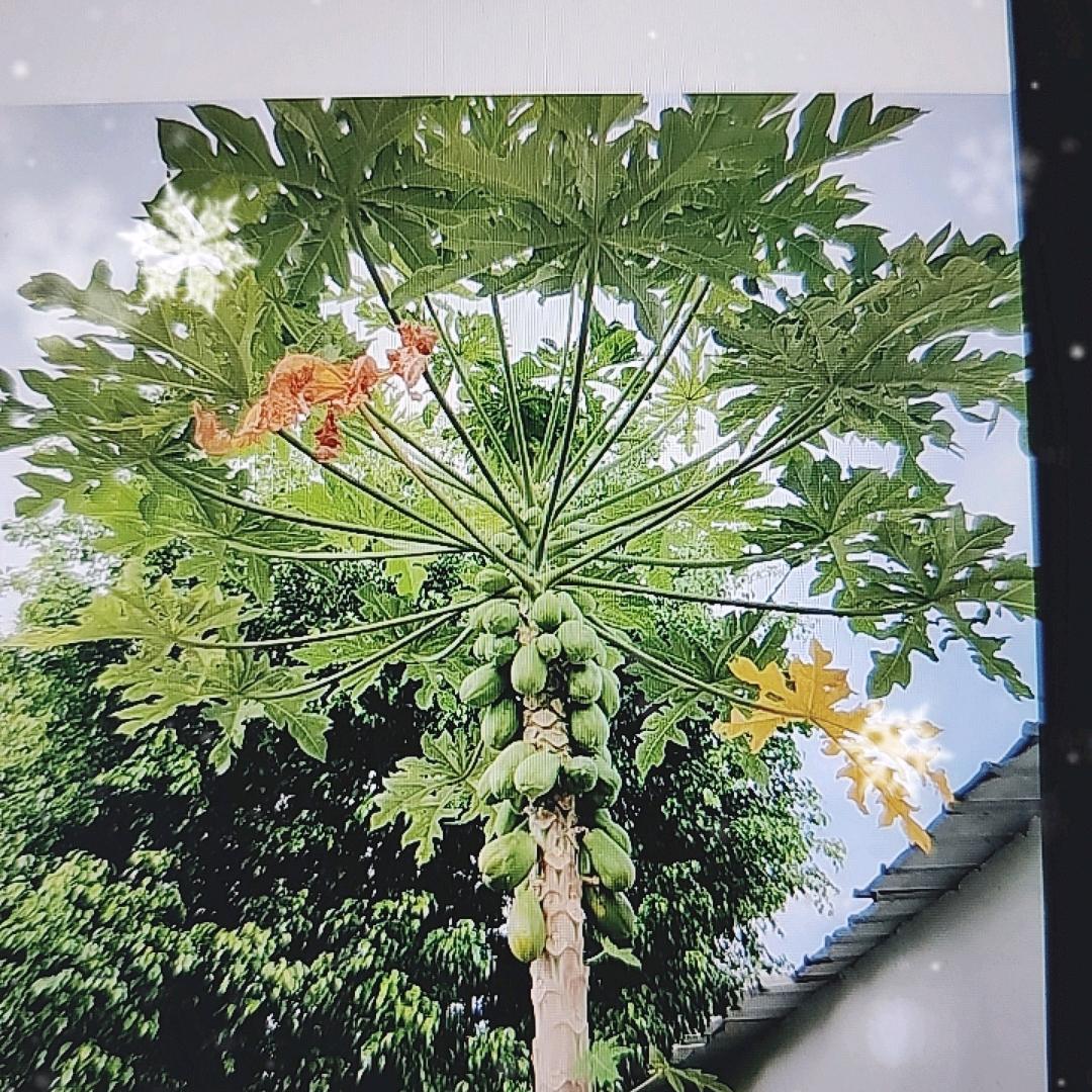 生情