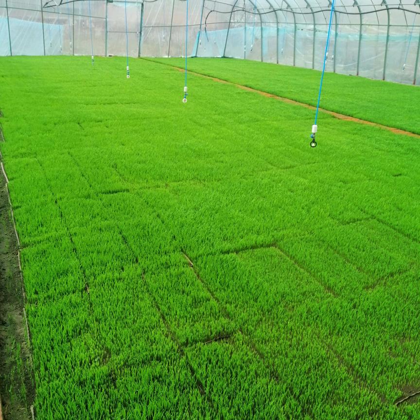 陪你去看草原