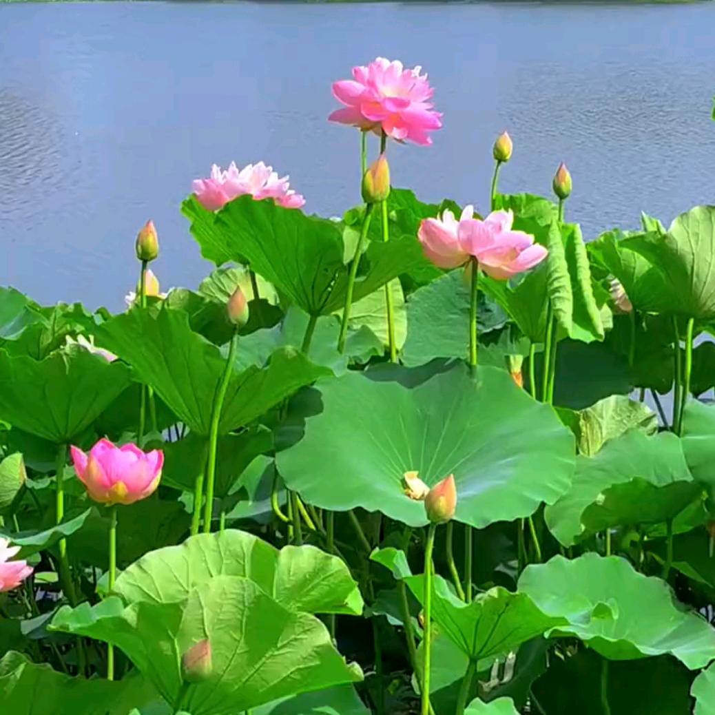 湘约桃源