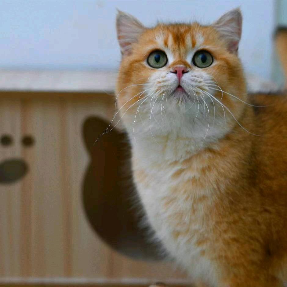 南京梦尧猫舍