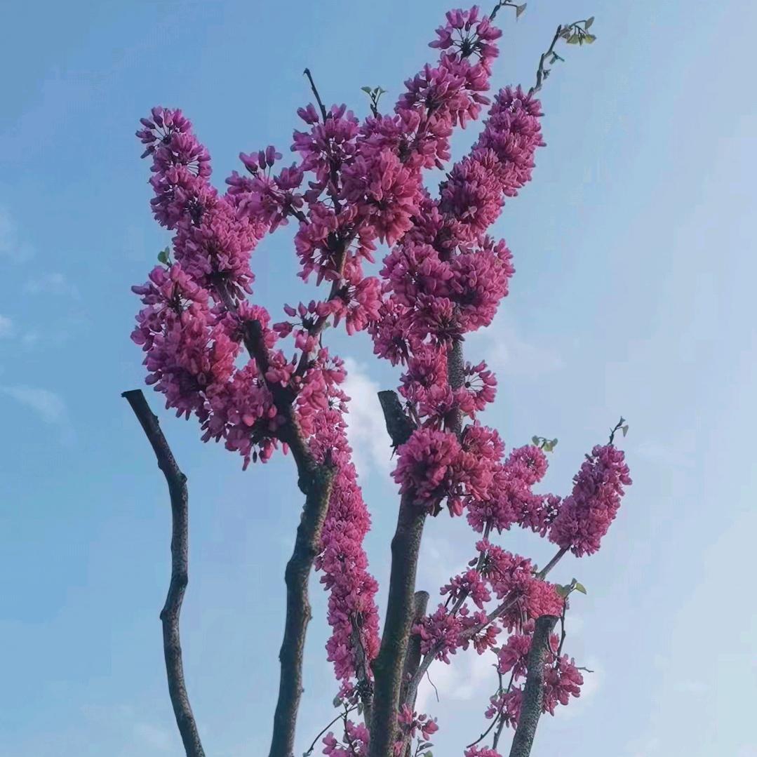 金春℡🍒