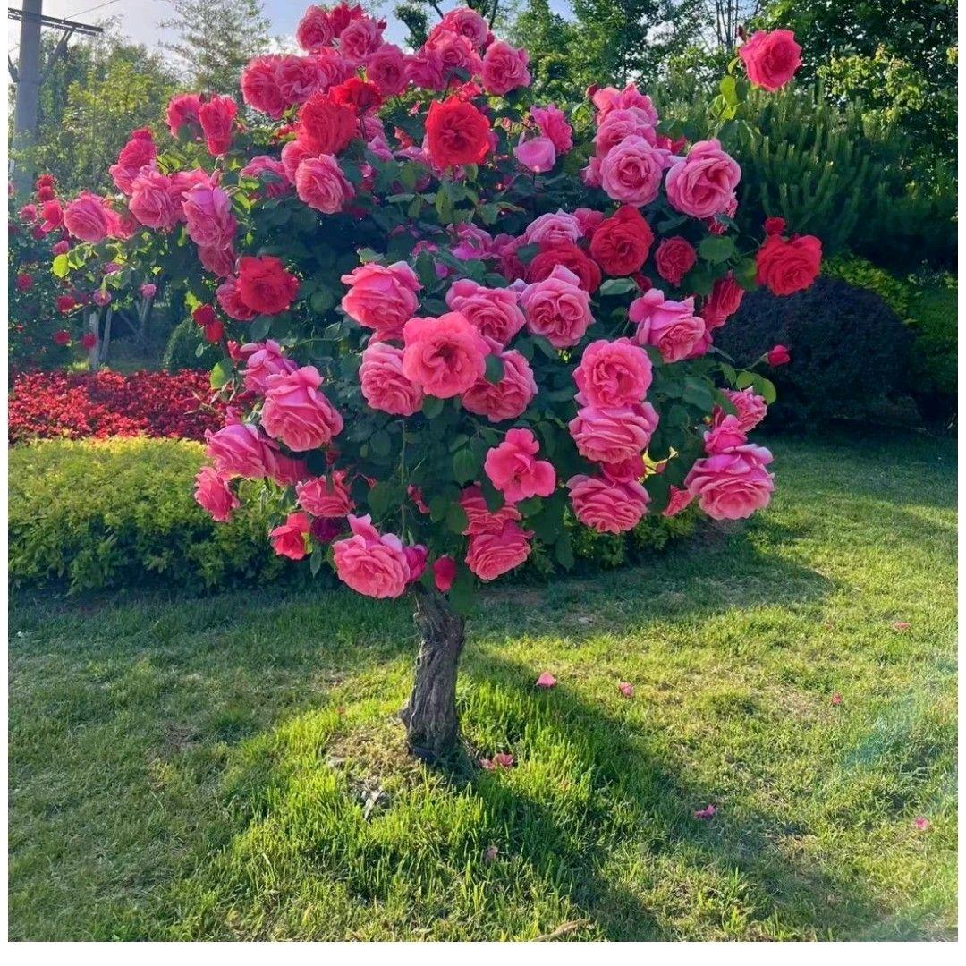 南阳留香树桩月季