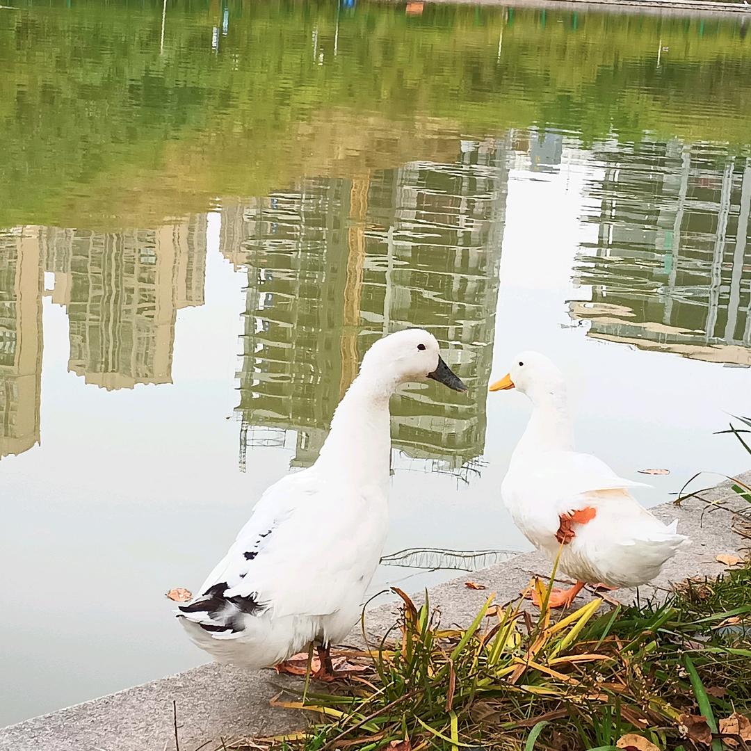 金土地