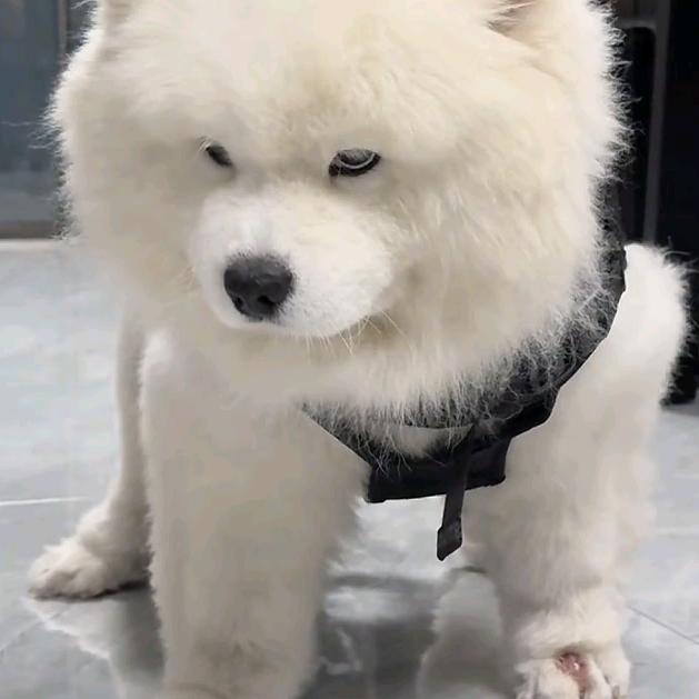 小橘子
