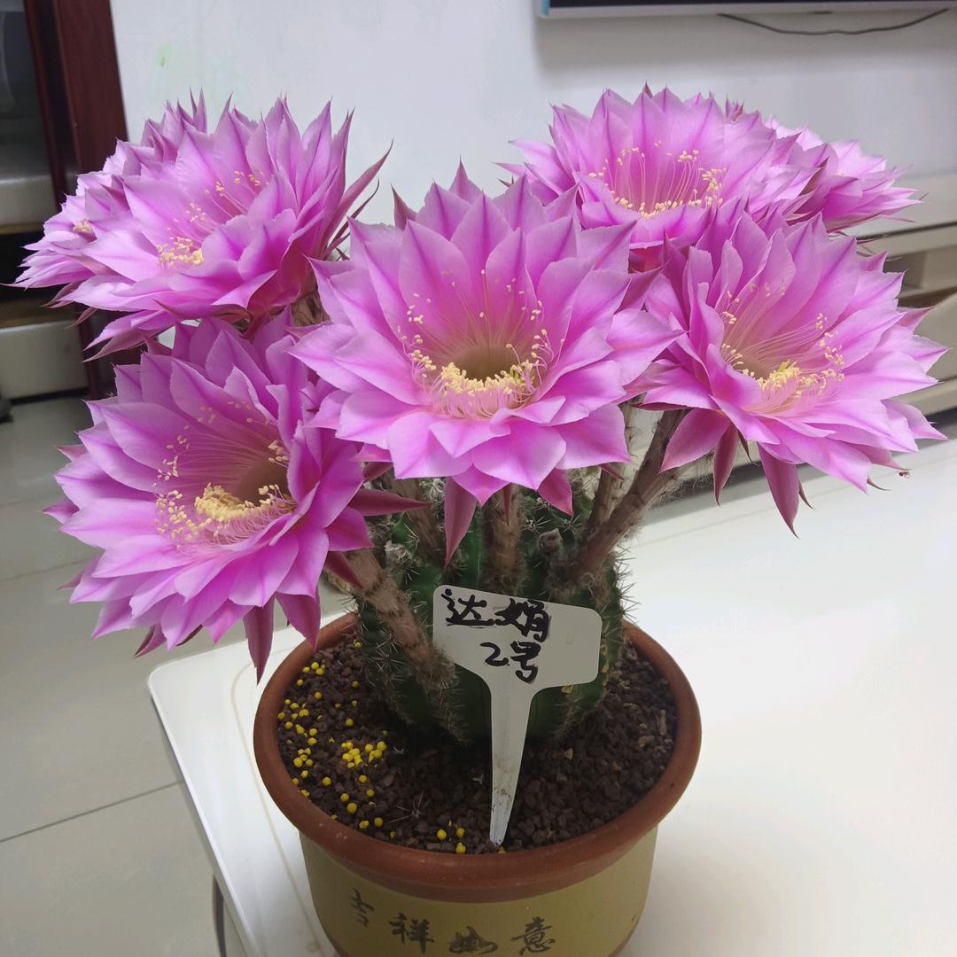 宣宣妈妈