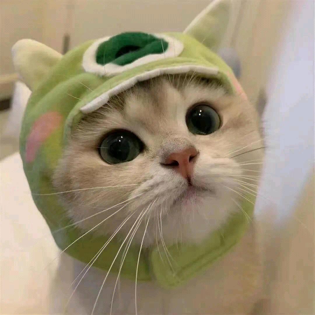 香香的猪猪