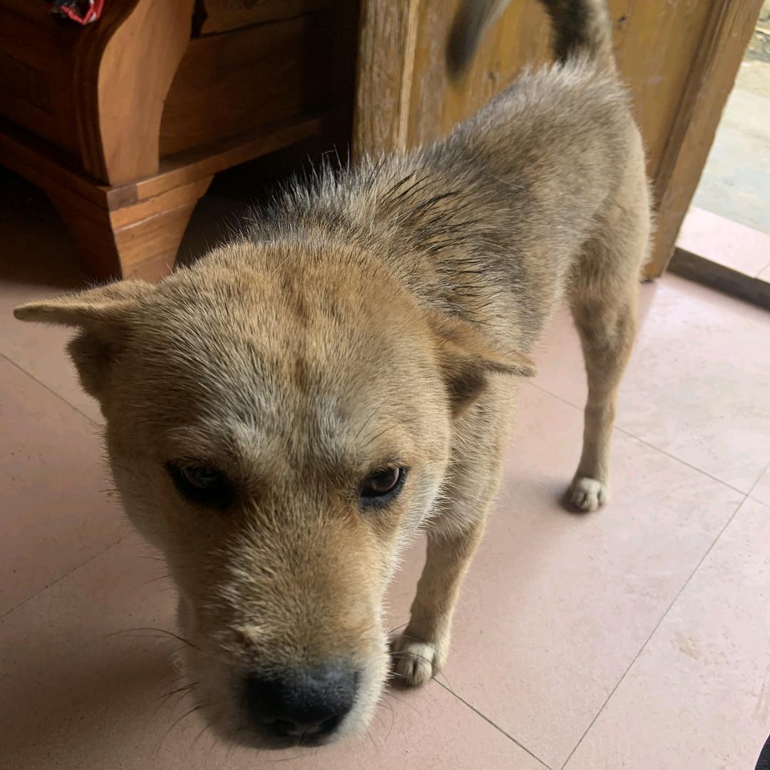 招财🐶