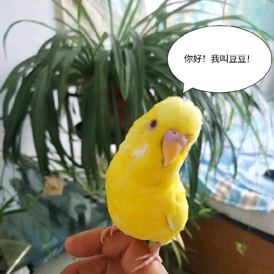 西土瓦头像