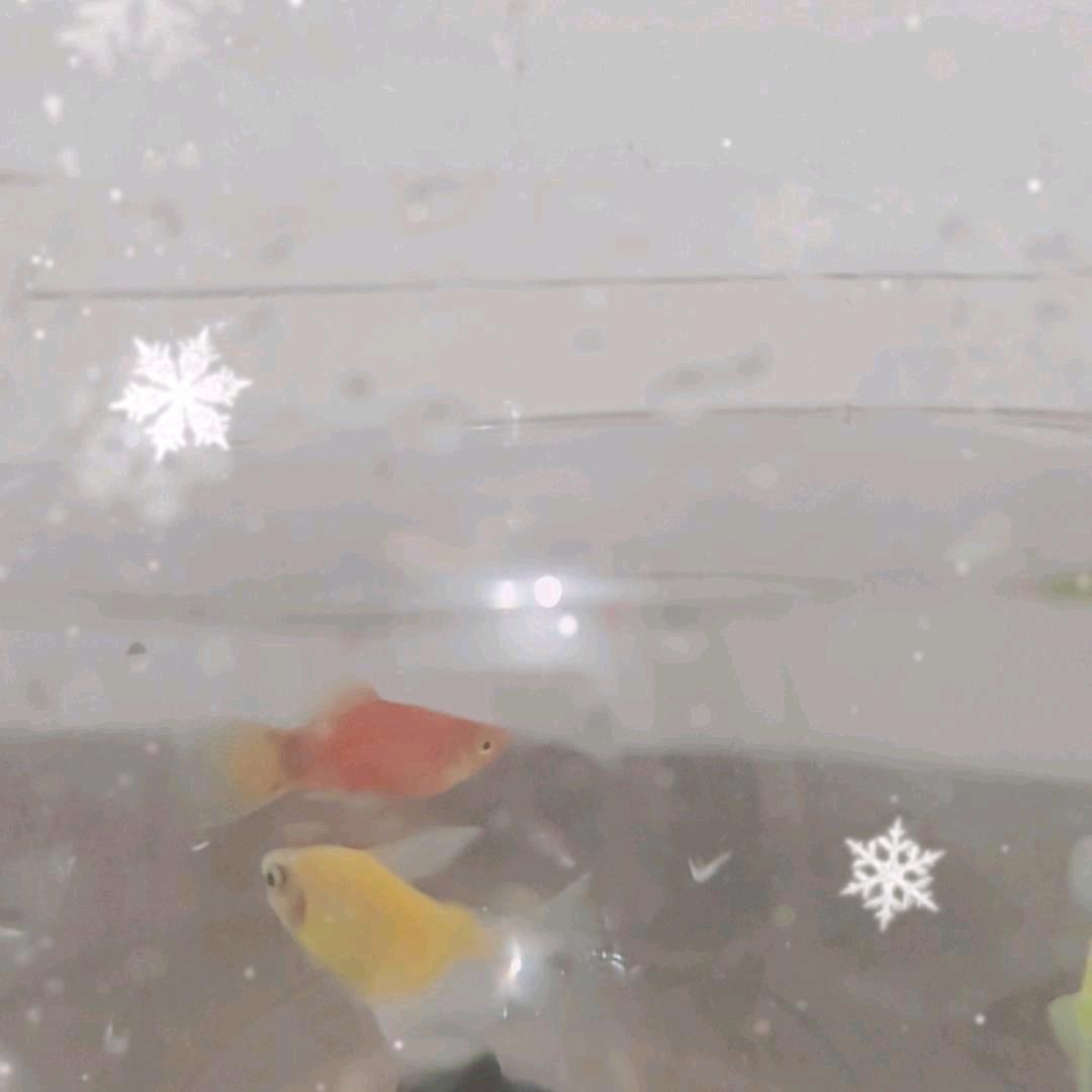 金豆芽&林子