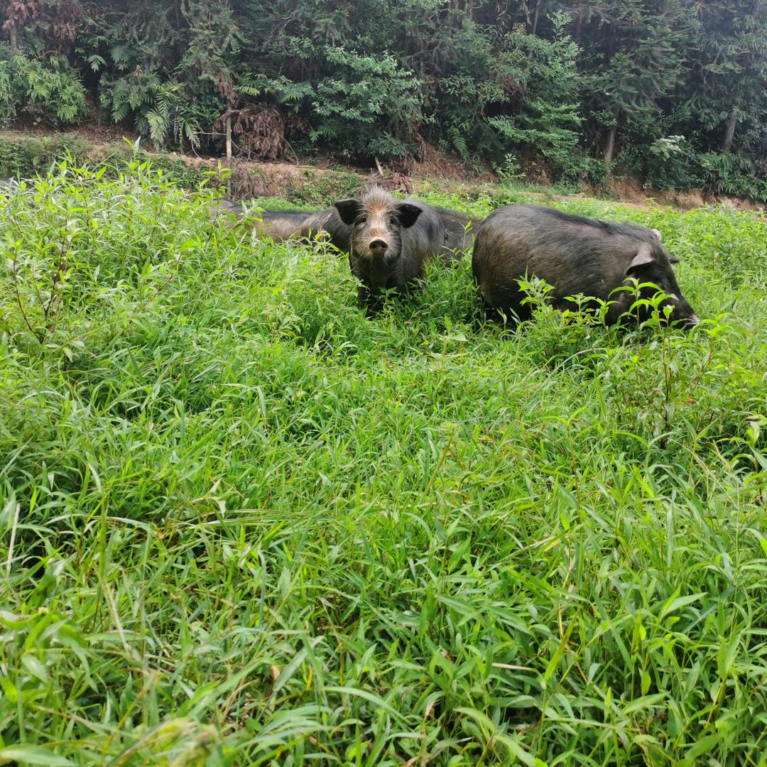 农村燕子姐（跑山藏香猪肉）
