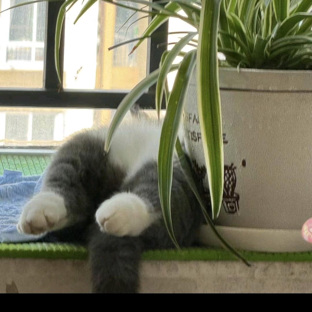 呱呱猪