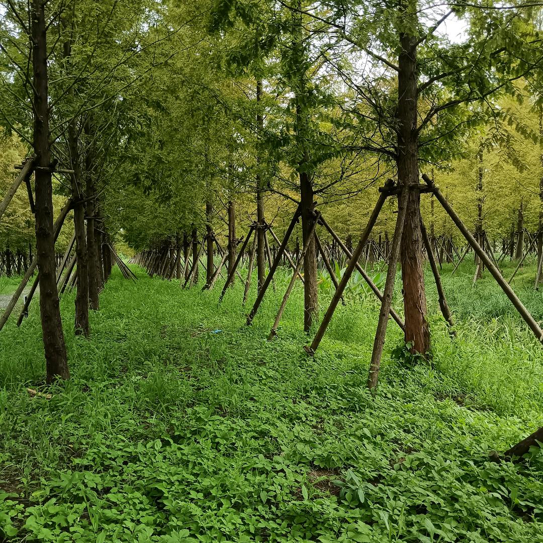 三千金🐯虎妈，