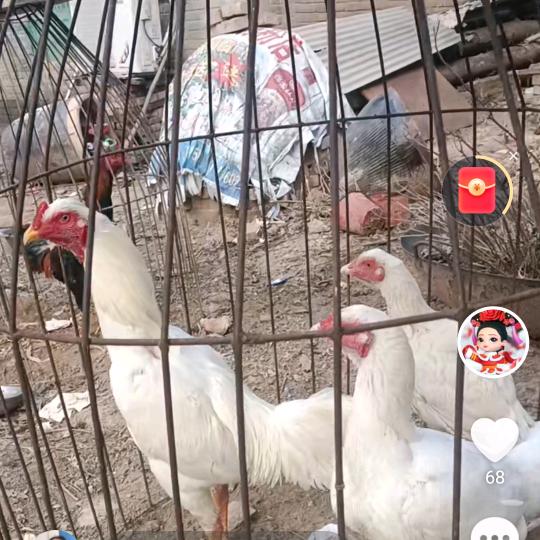 王店老王包桌