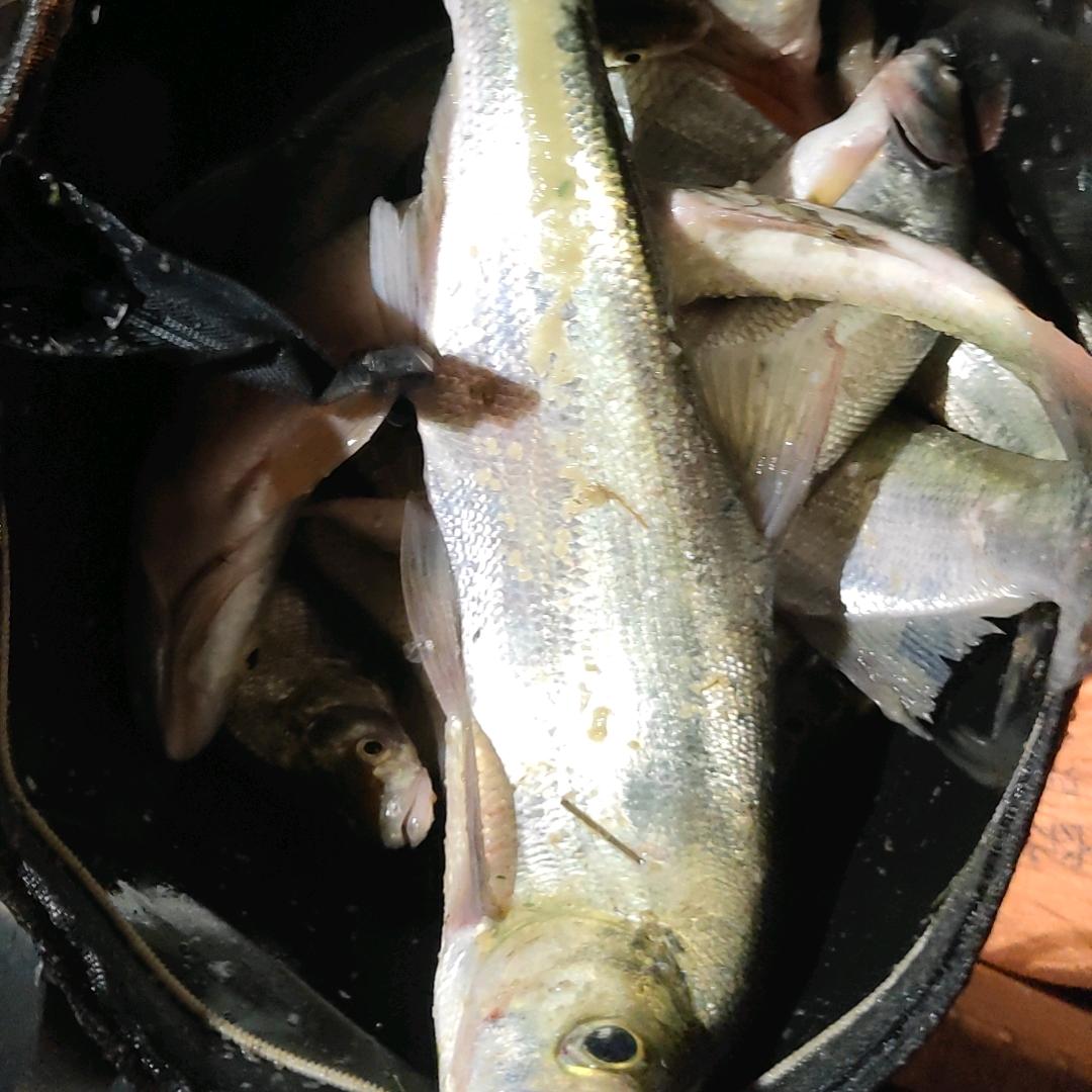 阿豪🎣爱钓鱼