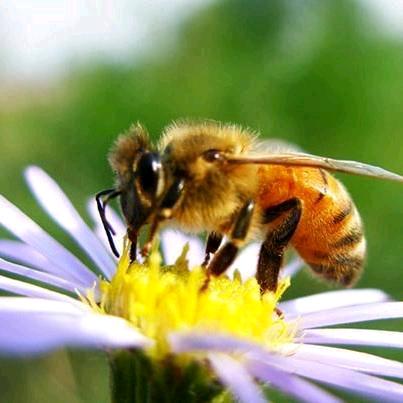 小蜜蜂兴文石海，未婚任幺叔！遇上您就是缘
