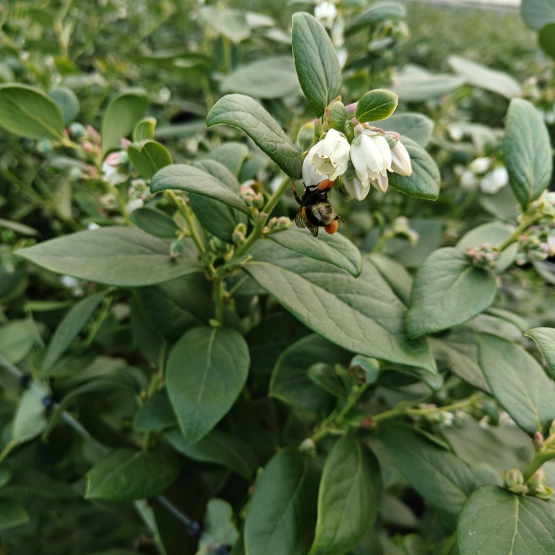 蓝莓种植采摘