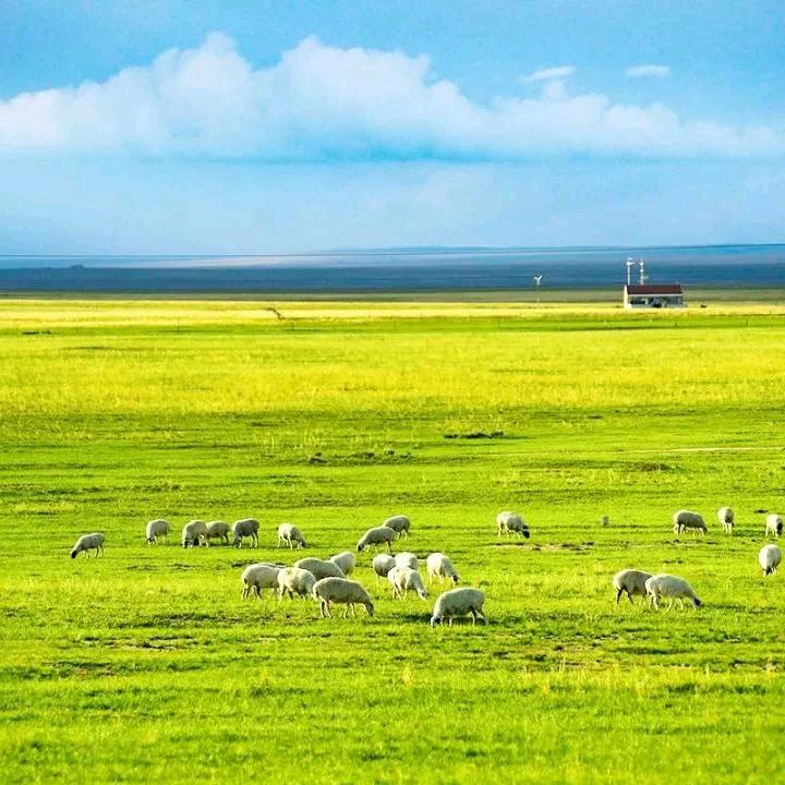 中敖每日鲜草原鲜味