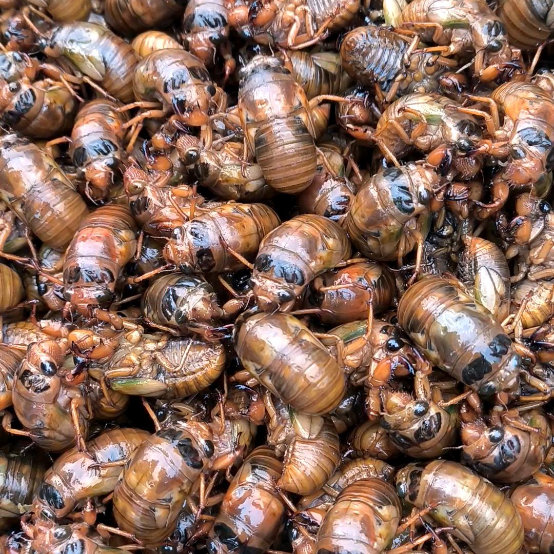 贝贝侯金蝉生鲜