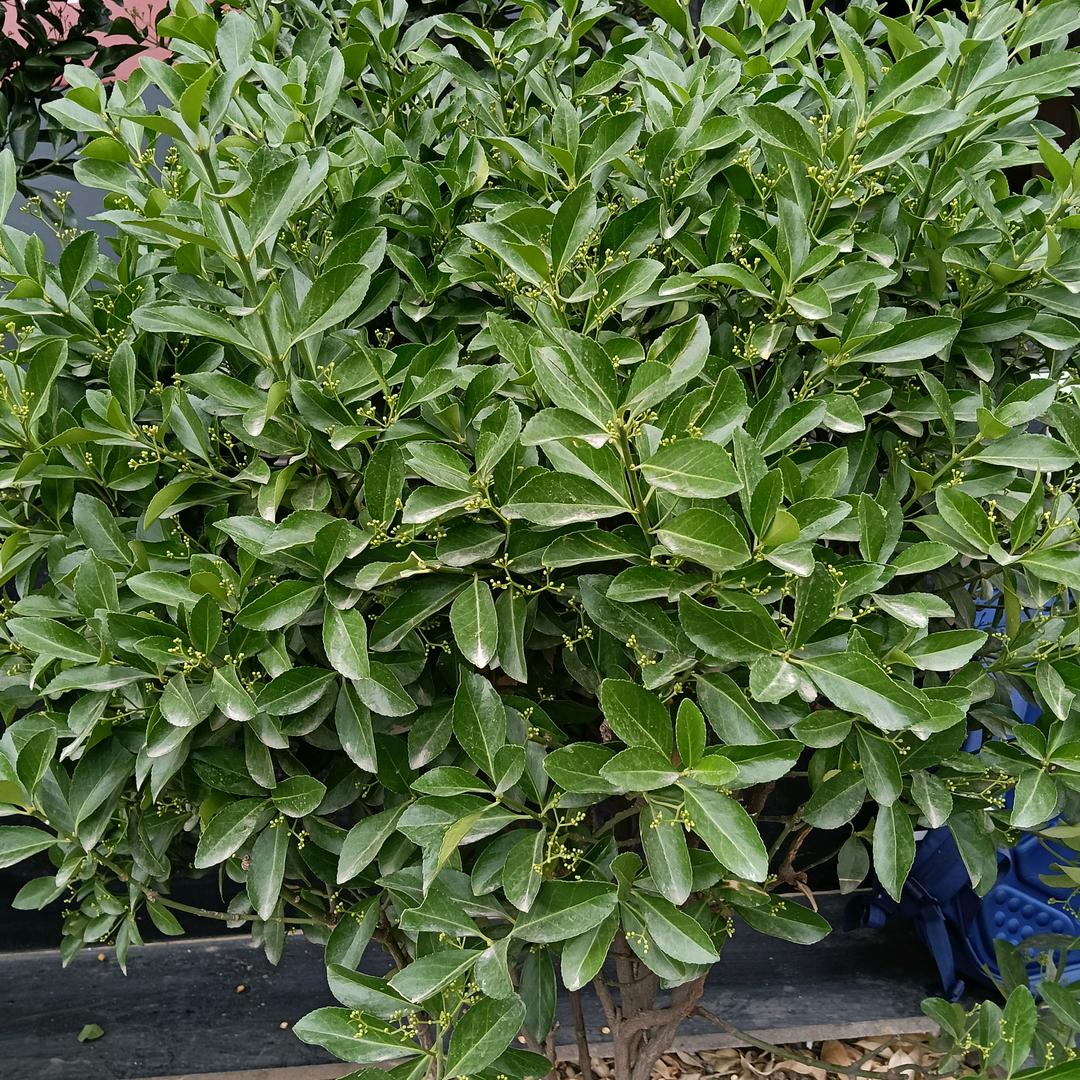 范桂英