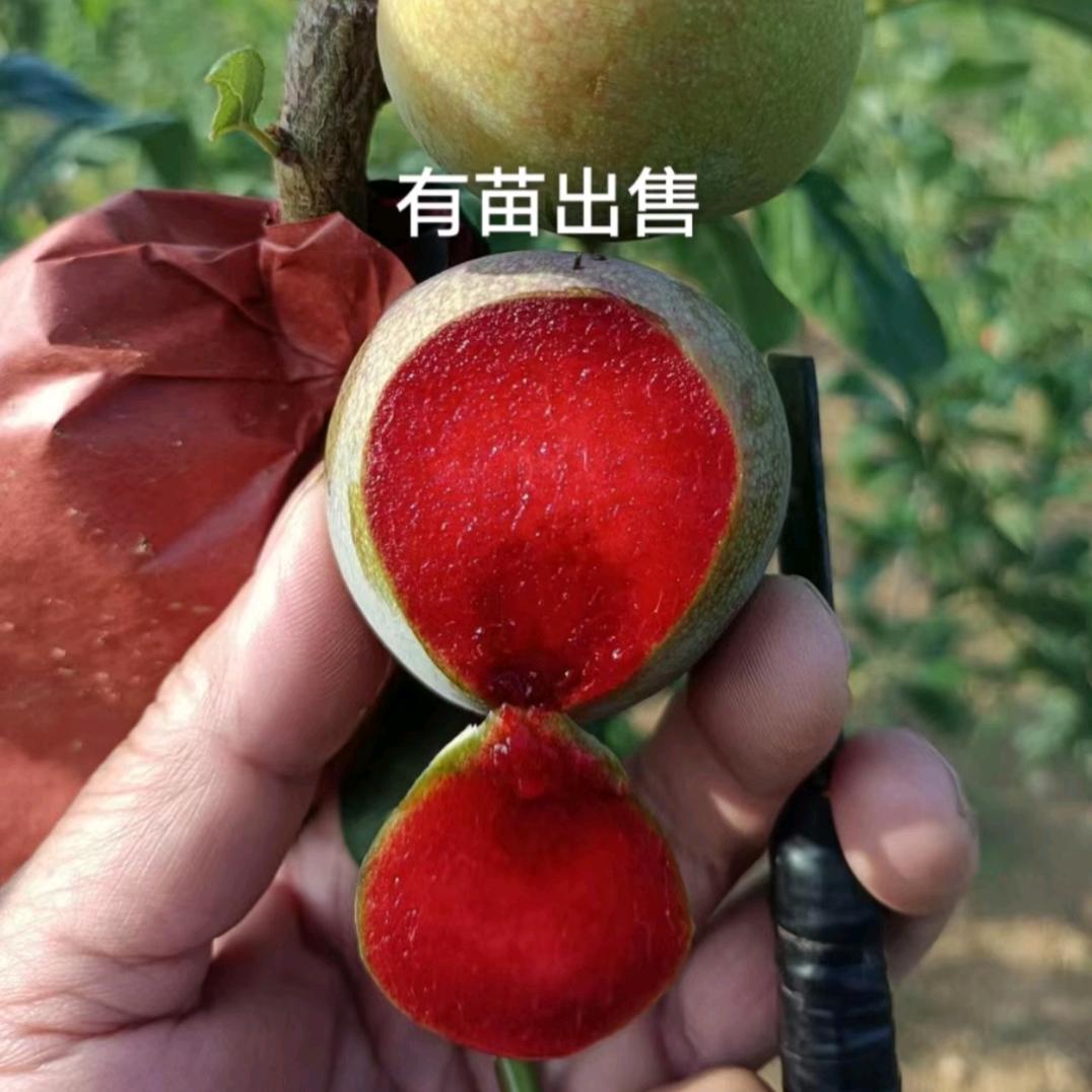 精品果树苗