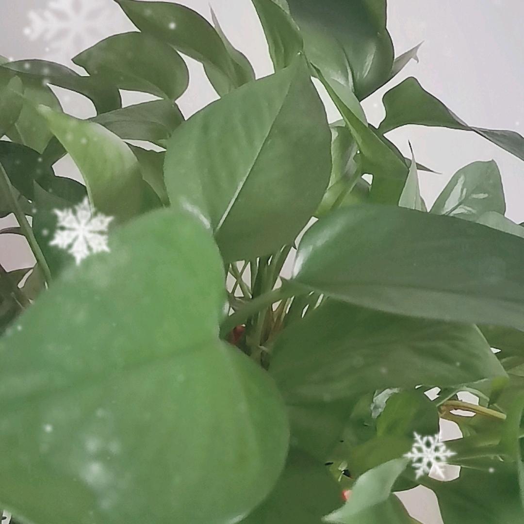期待