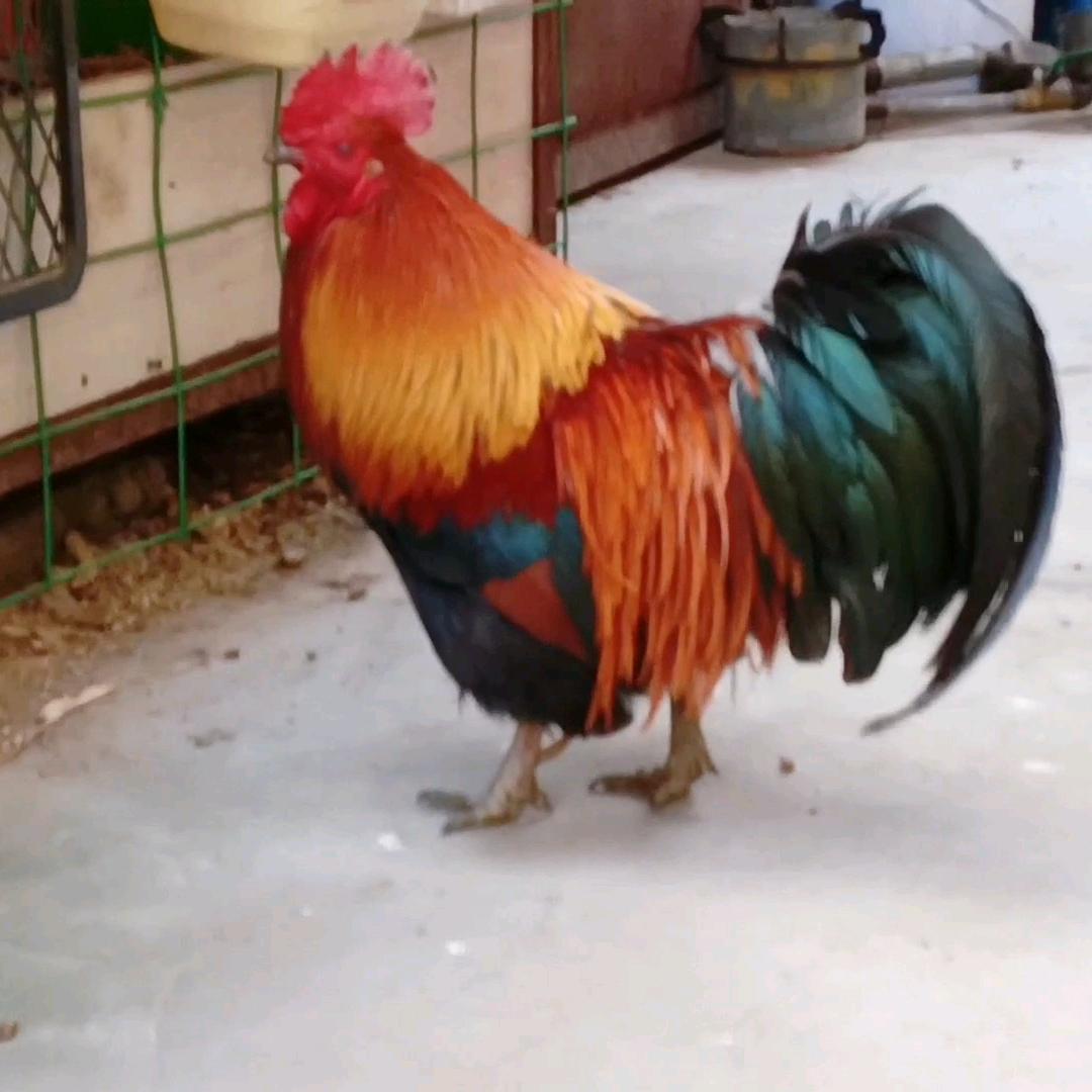 风恋夜观赏鸡舍