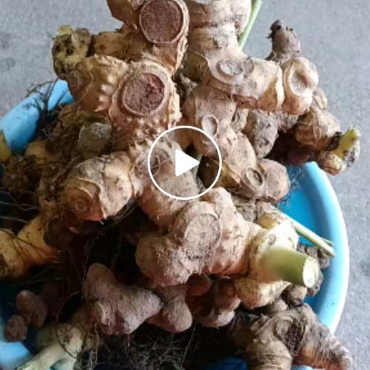 山货黄精老罗