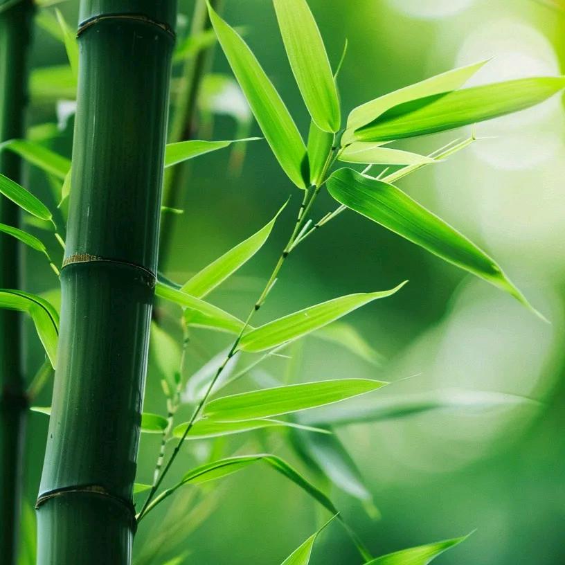 青柠檬